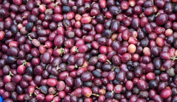 Coffee-beans-in-Vietnam_AP24082297610878