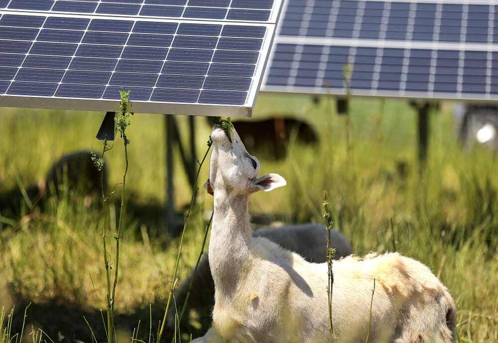 sheep-solar
